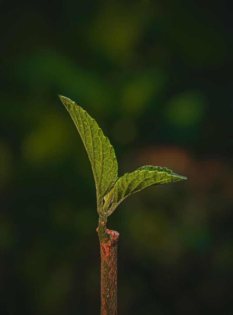 Choosing Vertical Plants