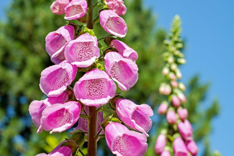 Easy Vertical Garden Ideas